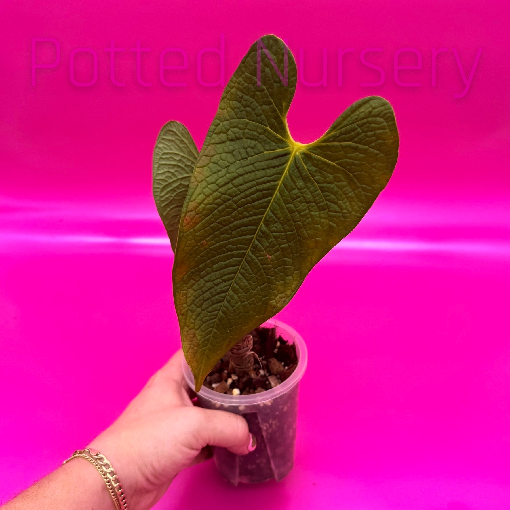 dracaena massangeana corn plant Dracaena Mass Cane Corn Plant Massangeana, 2 Stem Staggered