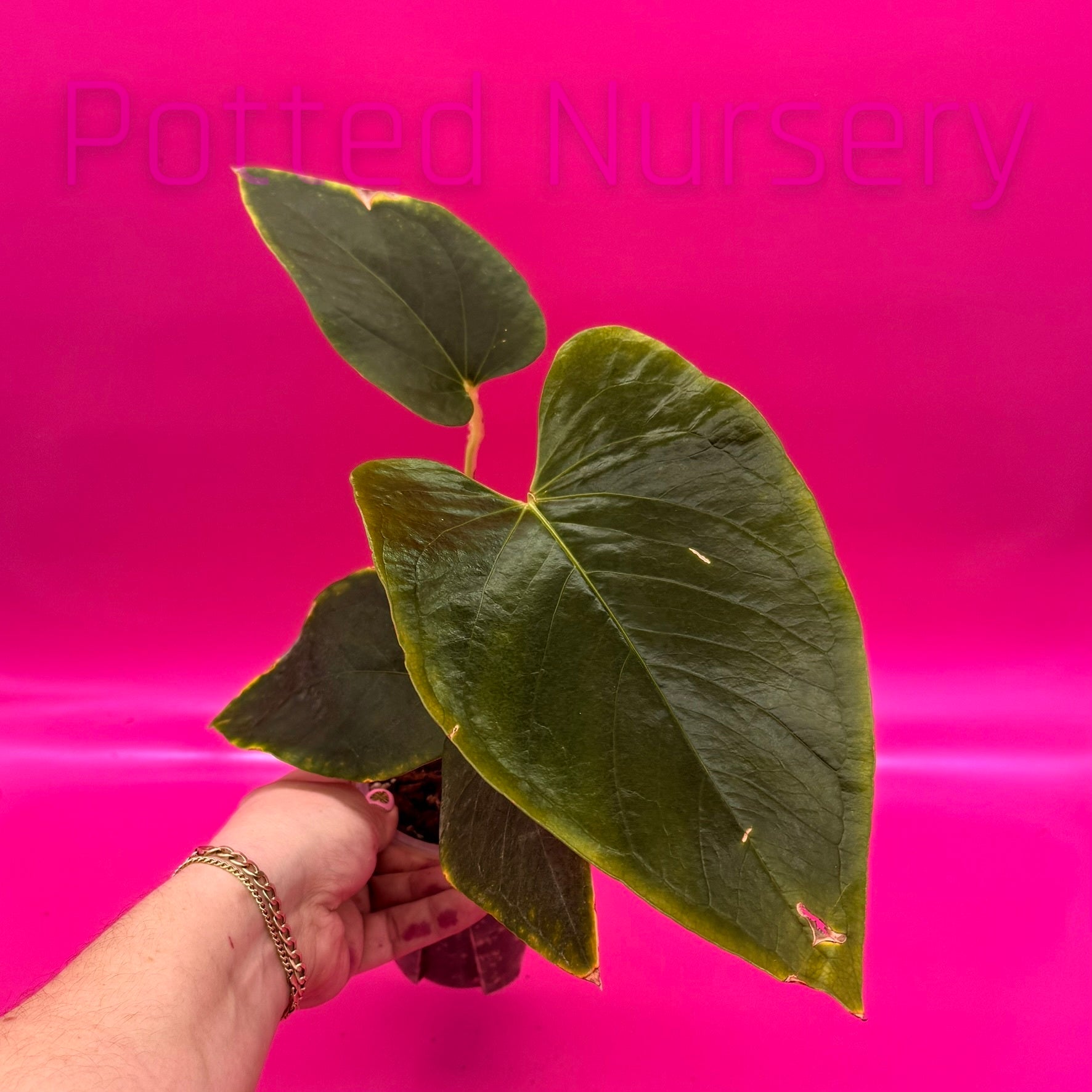 Anthurium- Cerrocampanense. | Potted Nursery