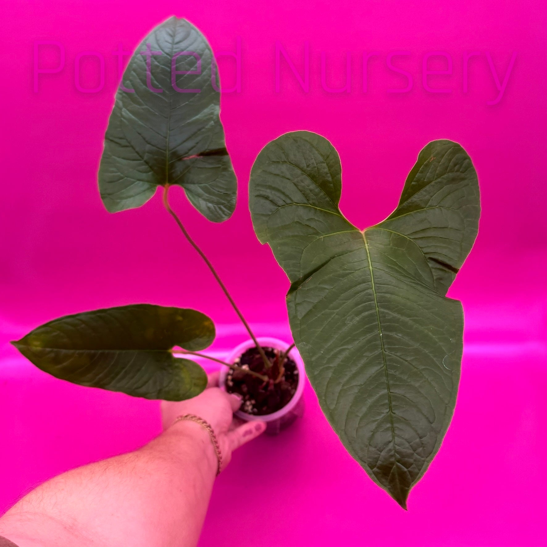 Anthurium- Brownii 5 | Potted Nursery